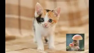 Магическое значение цвета шерсти . Трехцветная кошка