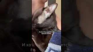 У Чоко любви хватит на всех 🥹🤎 