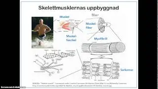 Skelettmusklernas uppbyggnad och funktion