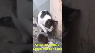 слово грызуна