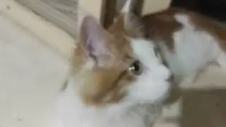 Симбаду 7 месяцев