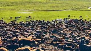 KİMİNE ÖLÜM KİMİNE ZİYAFET- KOYUNLARIMIZ ZEHİRLENDİ ( 9. BÖLÜM )
