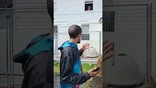 Who is Window Dog? 👀 #ytshorts #dog #pitbulldog #pets #guarddog #dogdynasty
