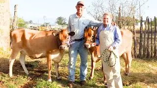 HOME - CENTERED HOMESTEADING - How to clean BEEF TALLOW