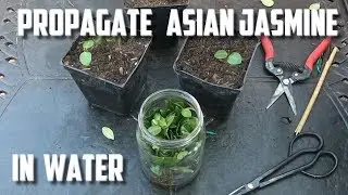 Propagate Asian Jasmine In Water