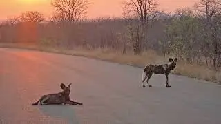 Wild Dogs at dawn: A stunning sighting in Kruger Park. #wildlife #safari #nature #krugersafari