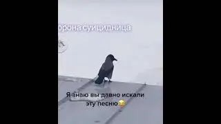 Ворона суицидница | 