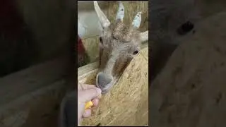 Маленькая кормилица семьи#камерунскиекозы #жизньвдеревне