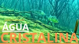FAMA SUB - PESCA SUB /  ÁGUA CRISTALINA .