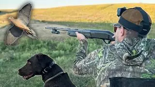 Testing the Best Dove Decoys on Opening Day