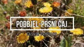 Podbjel Čajna mješavina za upalu prsa i porebrice