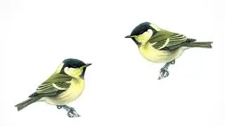 Bird (tit) Sound