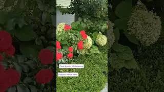 22.08.24г🌹Нежная красота!!!😊