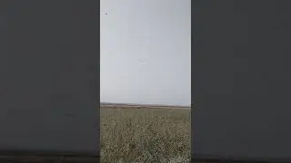 нашествие саранчи
