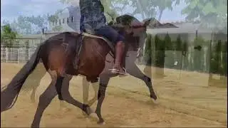 DIVINO CARACOL II