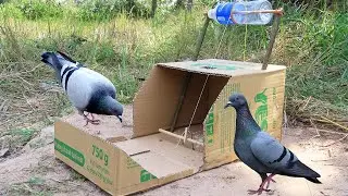 Easy bird trap effective new invention 2022 - how to catch bird - pigeon trap