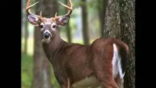 Huntin' The World Southern Style