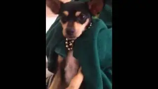 Lulu big pimpin'
