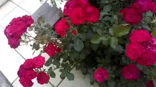 TANGO de ROSES
