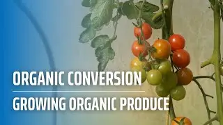 Organic Conversion - Growing Organic Produce