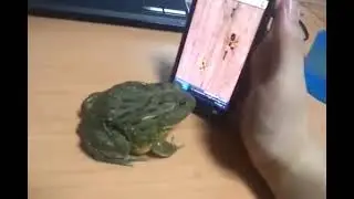Frog play a game