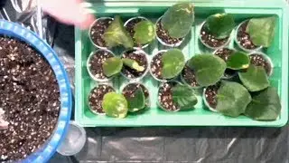 Размножение фиалки черенками. (часть 1)