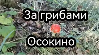 За грибами. Осокино (2023)