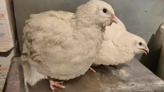 How to make QUAILS produce a lot of good and large EGGS, feeding regime for laying hens!!