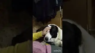 😁 приставучий алабай.