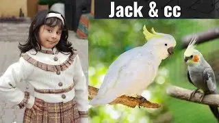 cocktail parrot | my birds laid eggs reaction | meet my beautiful birds |