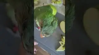 И так каждый раз 🤭 #вьетнамскийпопугай #розовогрудыйпопугай #shorts #funny #мемы #humor #корелла