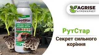 Секрет Сильного Коріння | Укорінювач РутСтар