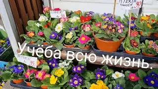 Весна.  О моей учебе, практике на Родине и в Чехии.