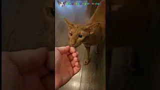 Нахулиганила и ускакала☺️🐎 #shorts #cat #comedy #funny