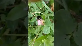 Bumblebee on clover / Шмель на клевере 