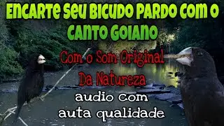ENCARTE O SEU BICUDO COM O CANTO GOIANO SUPER CLÁSSICO COM O SOM DA NATUREZA