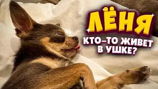 У Лёни кто-то живет в ушке?