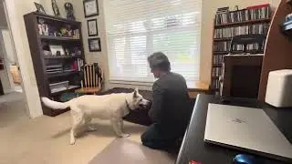How to teach a dog not to bark at the window