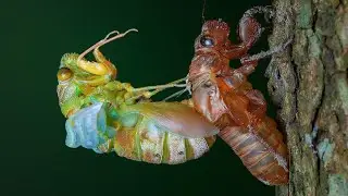 Molting Cicadas photography - Macro live