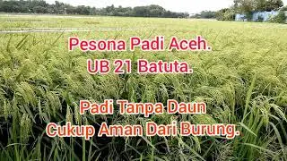 PADI ACEH ( UB21 Batuta ). Full Hamparan