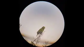 SUPER ZOOM EM UM PAPAGAIO COM O TELESCÓPIO E UM CELULAR