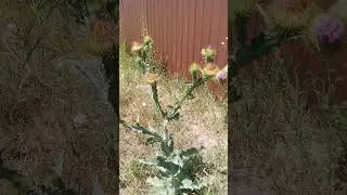 Как в природе все красиво и гармонично!
