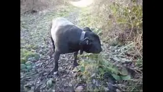 Bizzy takes me for a walk