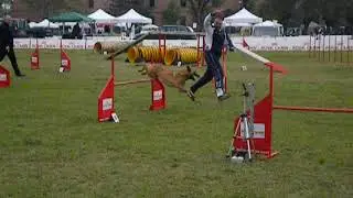 2012.01.05 -  Agility Cleo
