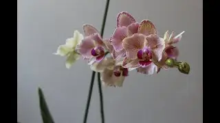 Шикарный и загадочный Пират - бабочка Орхидея Фаленопсис Phalaenopsis Pirate Picotee pelor #shorts