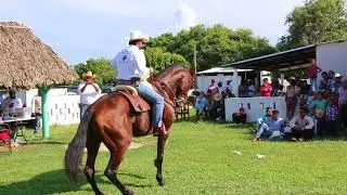 Caballo bailando 