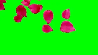 Rose Green Screen│Motion Graphic Transitions│Green Screen│OBS