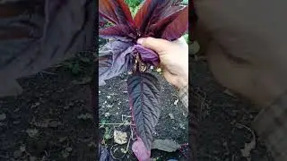 Амарантовое чайное дерево, опять нудное видео ни о чем с повторяющимися повторениями