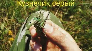 🦗 Кузнечик серый / Укус / Насекомые
