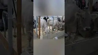 Костромская порода КРС🐮